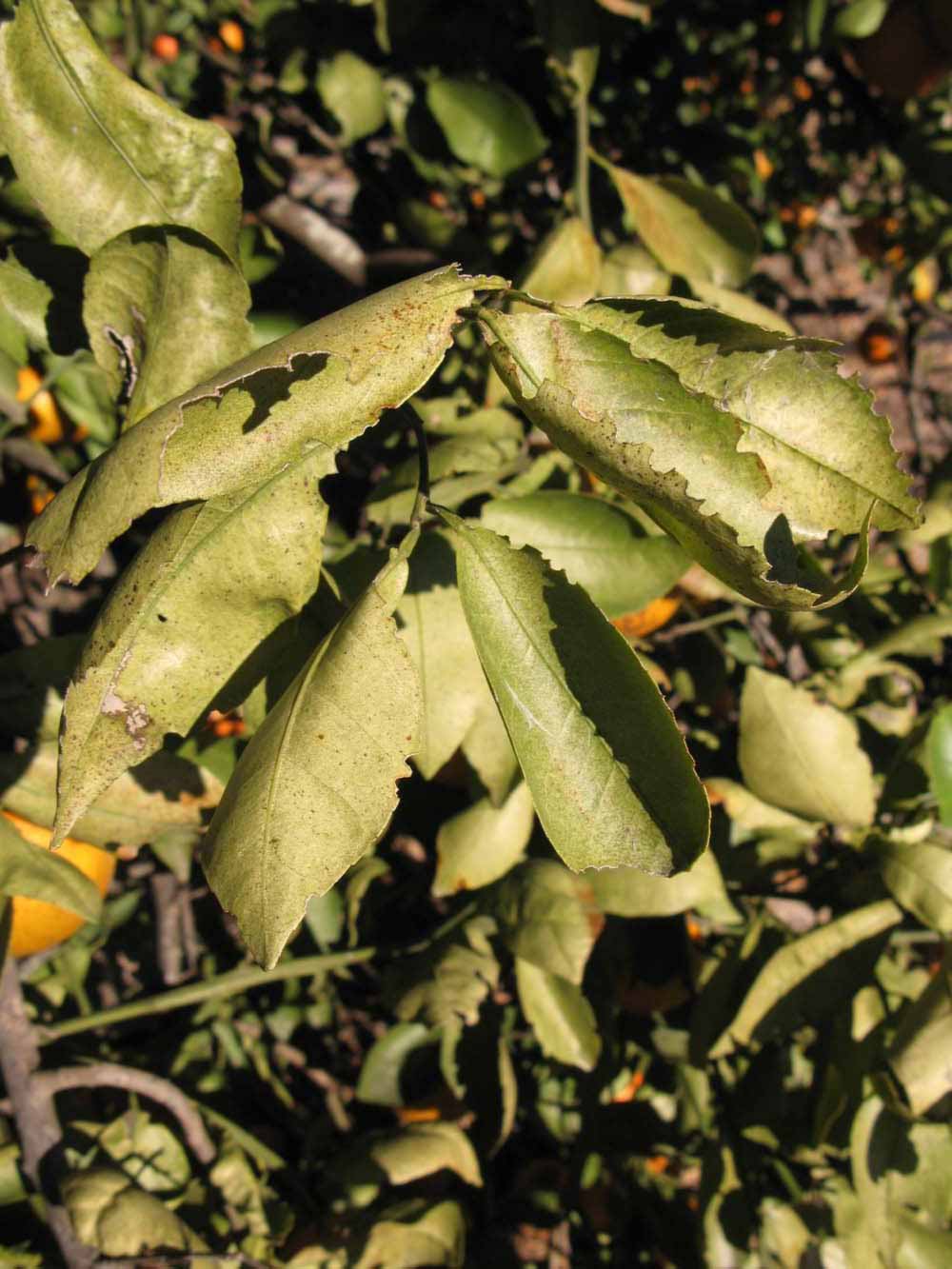            Sun leaves (Winter Haven, FL)   